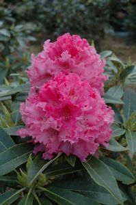 Rhodo Leona Maud